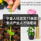宁夏人社政策15条助力重点产业人才链建设（图4）
